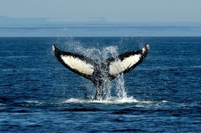 Anacortes: Whale Watching Adventure Tour - Booking and Reservations