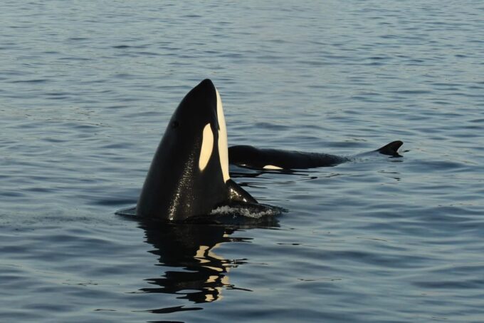 Anacortes: Whale Watching Adventure Tour - Frequently Asked Questions