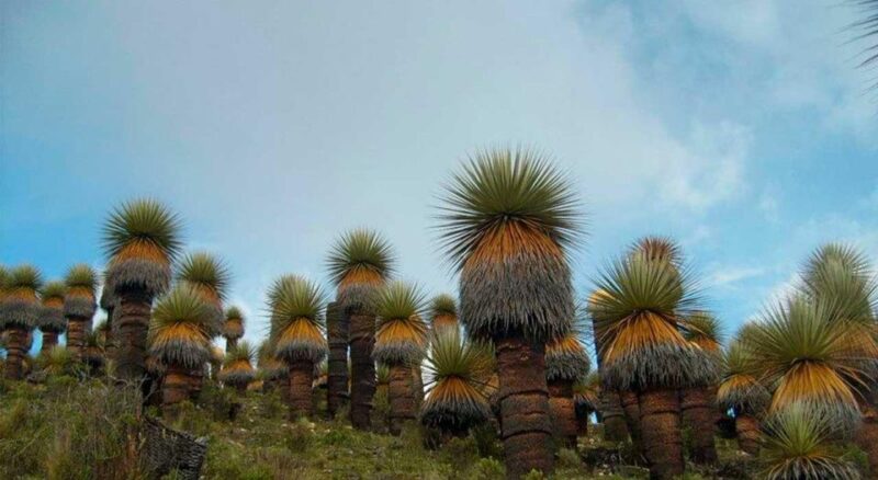 Ancash: Nevado Pastors and Puyas Raymondi Tour | Full Day | - Inclusions