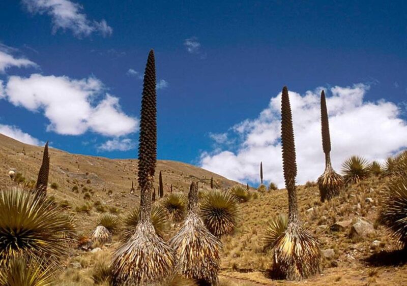 Ancash: Nevado Pastors and Puyas Raymondi Tour | Full Day | - Exclusions and Restrictions