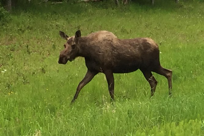 Anchorage City Tour W/ Taste of Wild Smoked Salmon & Reindeer Sausage - Tour Logistics