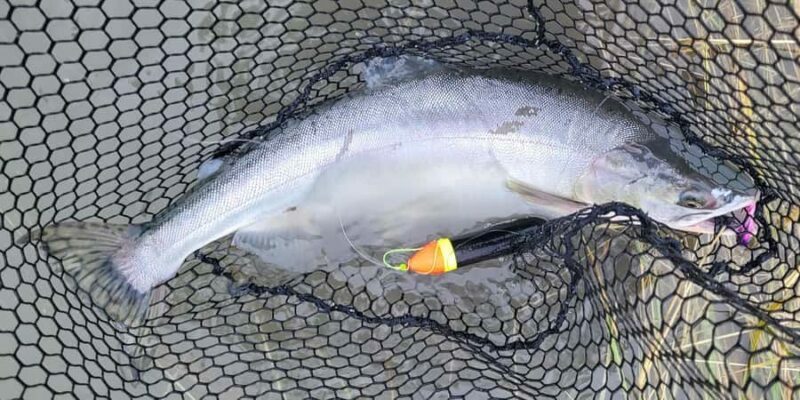 Anchorage: Full-day guided salmon fishing with Hotel Pickup - Key Points