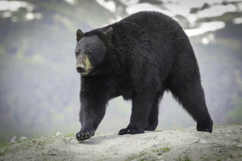 Anchorage: Glacier & Wildlife Discovery Tour (7-hours) - Key Points