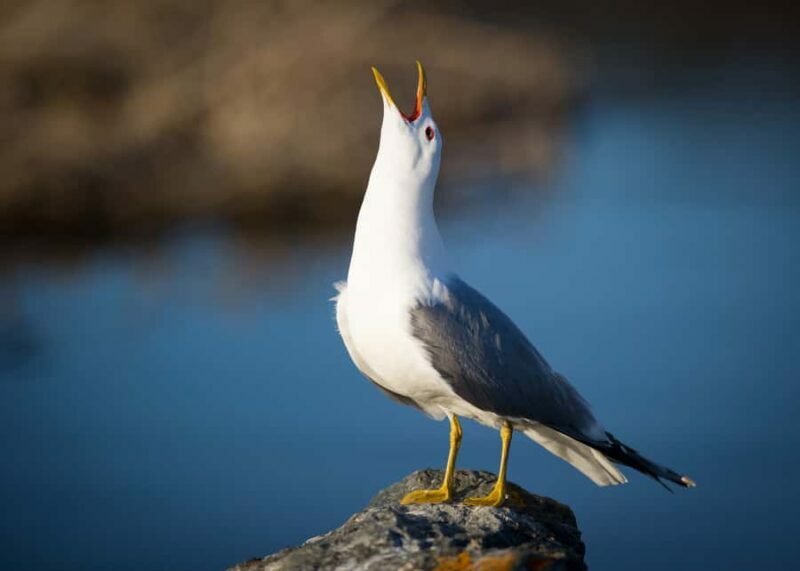 Anchorage: Glacier & Wildlife Discovery Tour (7-hours) - Practical Tips for Travelers