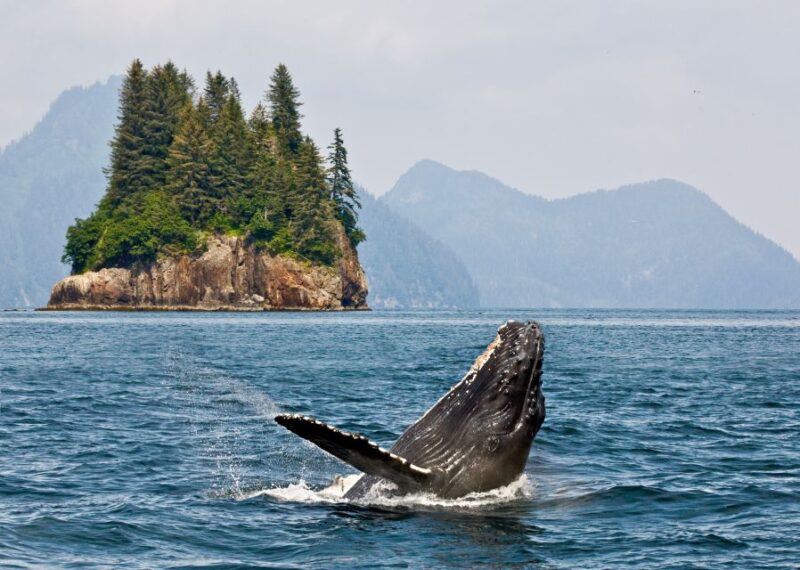 Anchorage: Kenai Fjords & Denali National Park 5 Day Tour - Group Size and Pickup Information