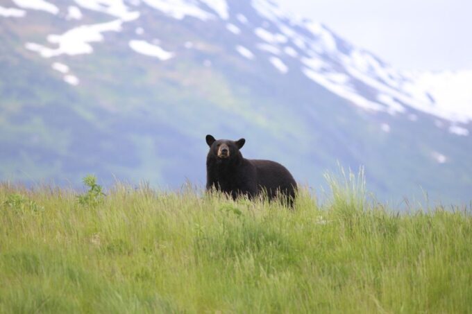 Anchorage: Kenai Fjords & Denali National Park 5 Day Tour - Scenic Highlights