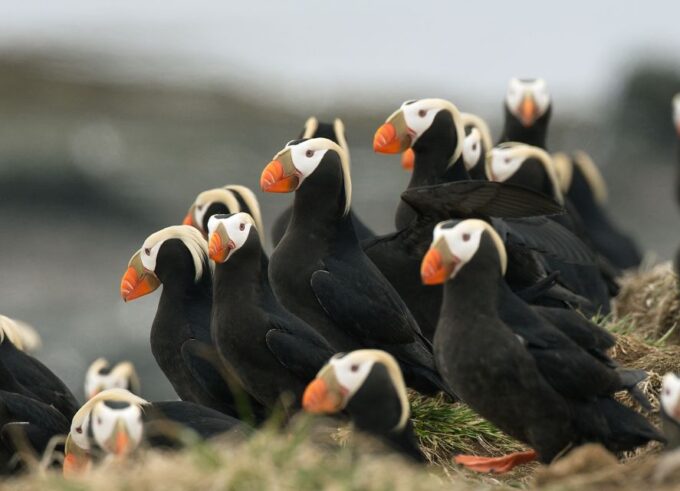 Anchorage: Kenai Fjords & Denali National Park 5 Day Tour - Activity Options