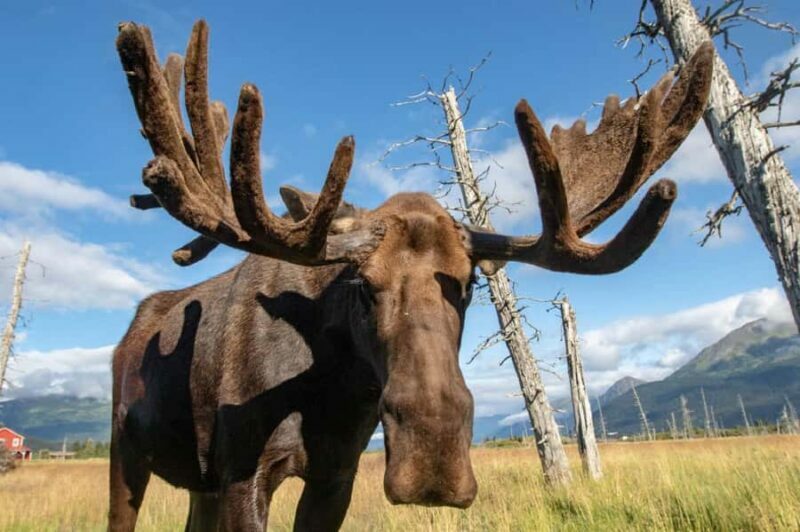 Anchorage: Scenic Tour to Wildlife Center - An Insight into the Experience