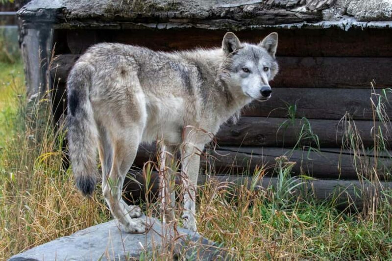 Anchorage: Scenic Tour to Wildlife Center - Who Should Consider This Tour?