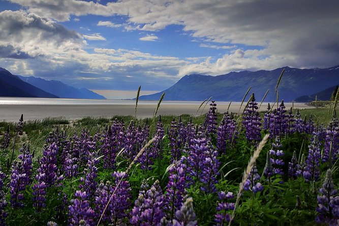 Anchorage to Wilderness Wildlife Glacier Value - Just The Basics