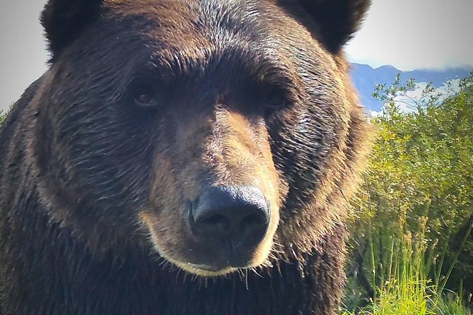 Anchorage to Wilderness Wildlife Glacier Value - Itinerary Highlights