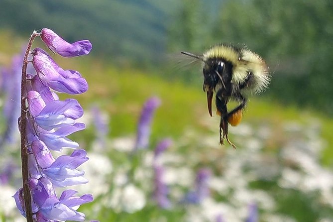 Anchorage to Wilderness Wildlife Glacier Value - Hassle-free Convenience