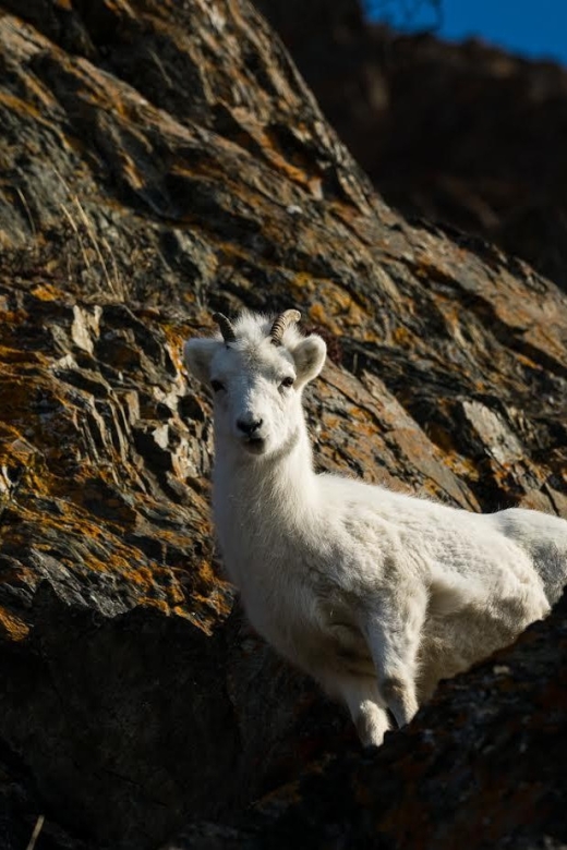 Anchorage: Turnagain Arm Highlights Photography Day Trip - Pickup and Logistics