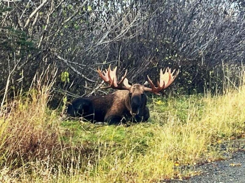 Anchorage: Wildlife Conservation Center & Portage Valley - Key Points