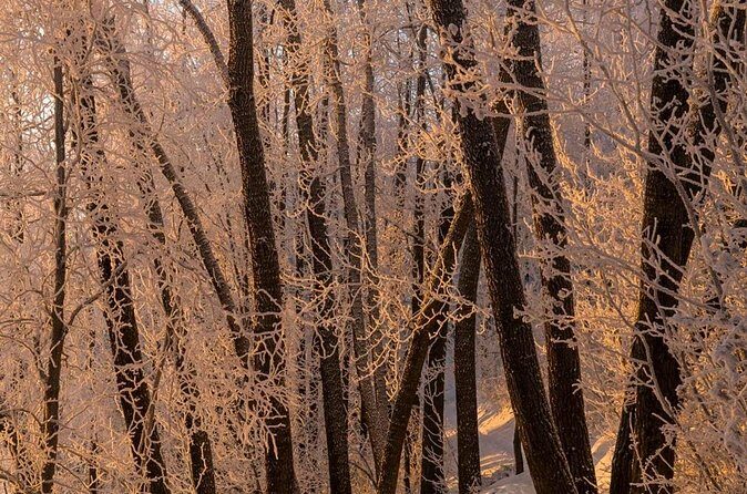 Anchorage Winter Wonderland Photo Tour - Authentic Voices and Expectations
