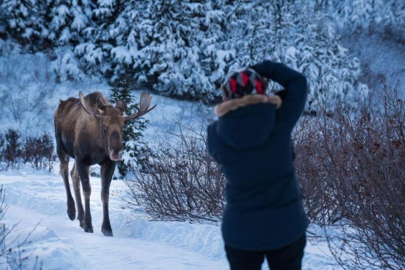 Anchorage: Winter Wonderland Photo Tour - Pickup and Transportation