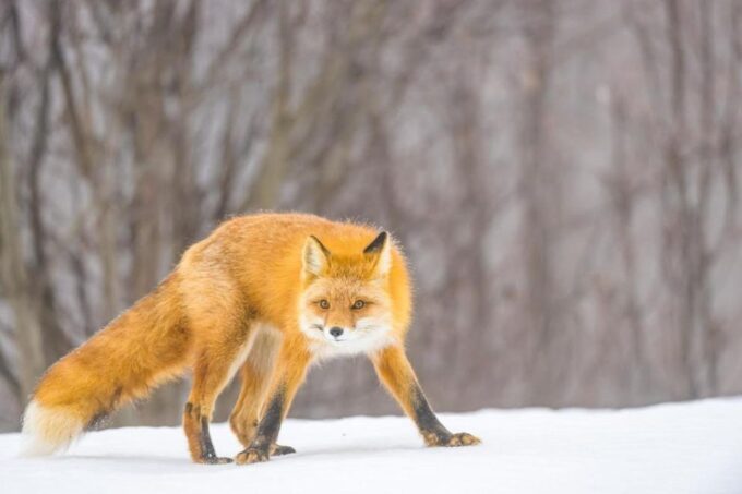 Anchorage: Winter Wonderland Photo Tour - Preparation and Requirements
