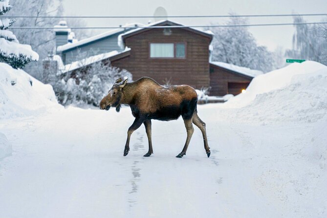 Anchorages Winter City Tour = Samples + Stops + WildLife - Guest Reviews and Feedback