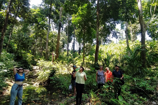 Ancient Lava Stream Trek Through Dense Tropical Forest. - Tour Duration and Schedule