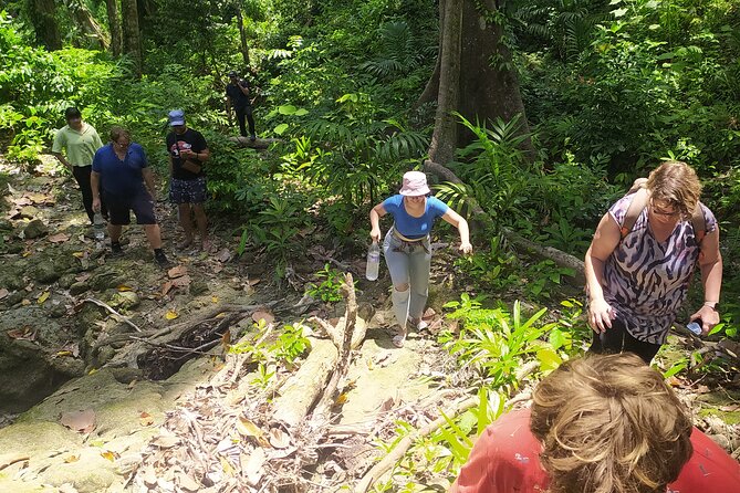 Ancient Lava Stream Trek Through Dense Tropical Forest. - Highlights of the Experience