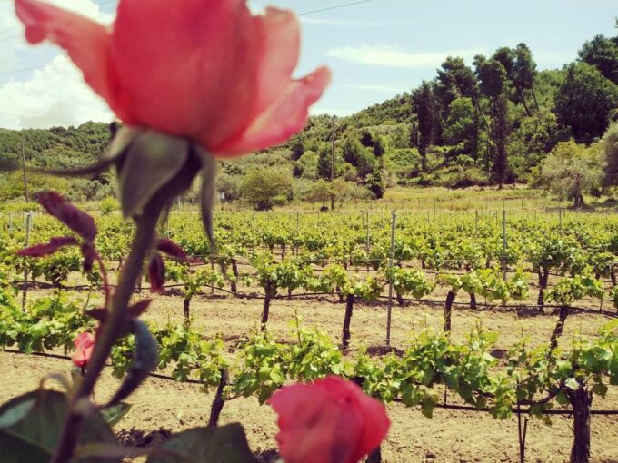 Ancient Olympia: Private Tour Site, Museum, Bee Farm, Winery - Olympia Town Break