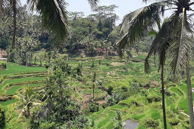 Ancient Temples Tours, Waterfall and Coffee Plantation - What to Expect