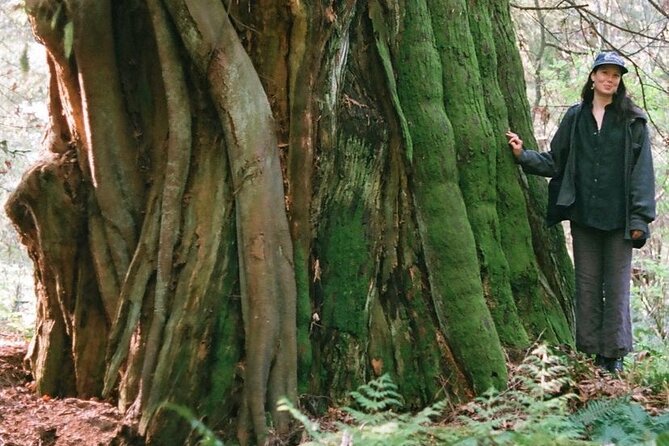 Ancient Trees of Vancouver Walking Tour - Ancient Tree Profiles