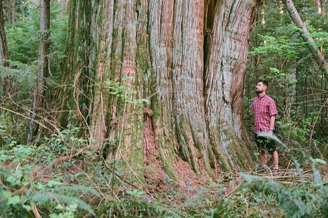 Ancient Trees of Vancouver Walking Tour - Tour Pricing and Cancellation