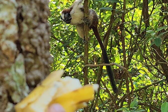Ancon Hill, Sunrise, Nature & Wildlife Encounter in Panama City - Wildlife Sightings and Encounters
