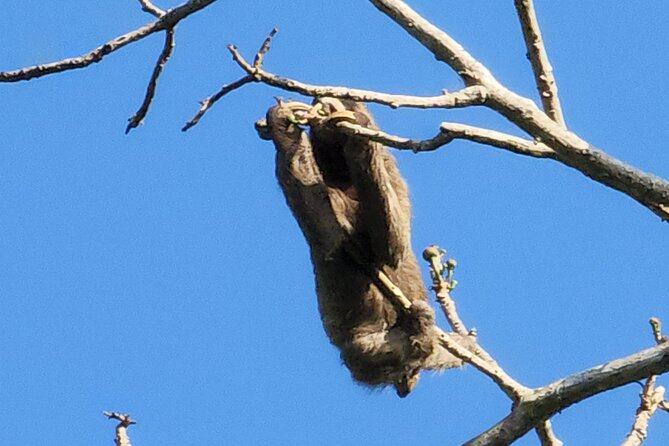 Ancon Hill, Sunrise, Nature & Wildlife Encounter in Panama City - Breakfast and Refreshments