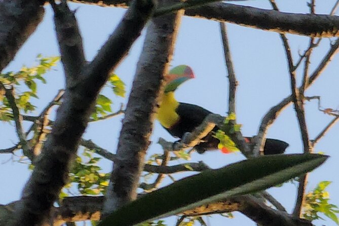 Ancon Hill, Sunrise, Nature & Wildlife Encounter in Panama City - Customer Reviews and Testimonials