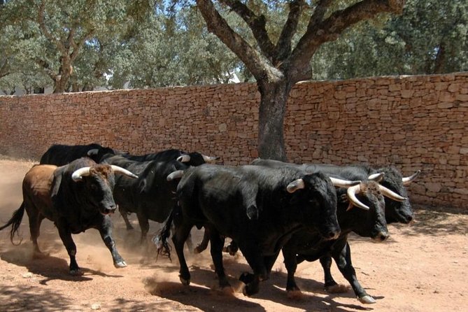 Andalucia Bull and Horse Farm and Ronda Private Tour From Malaga - Review Highlights