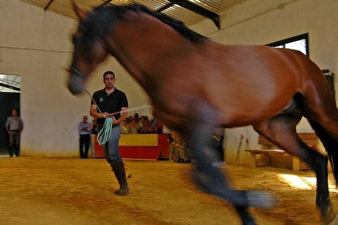 Andalucia Bull and Horse Farm and Ronda Private Tour From Malaga - Visiting the Historic City of Ronda