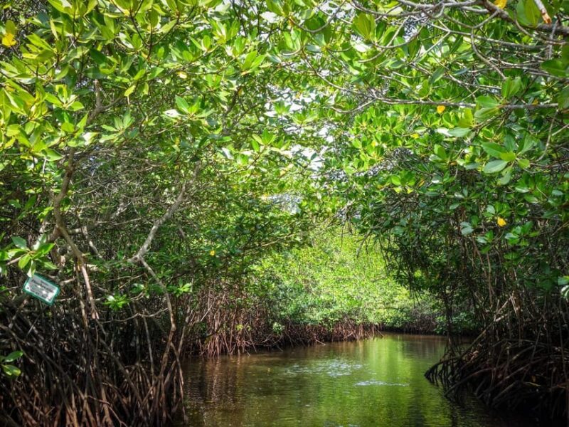 Andaman Island: Day Tour to Baratang Island - Important Information