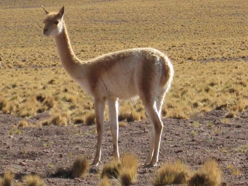 Andean Saltflats Full-Day With Breakfast and Lunch - Key Points