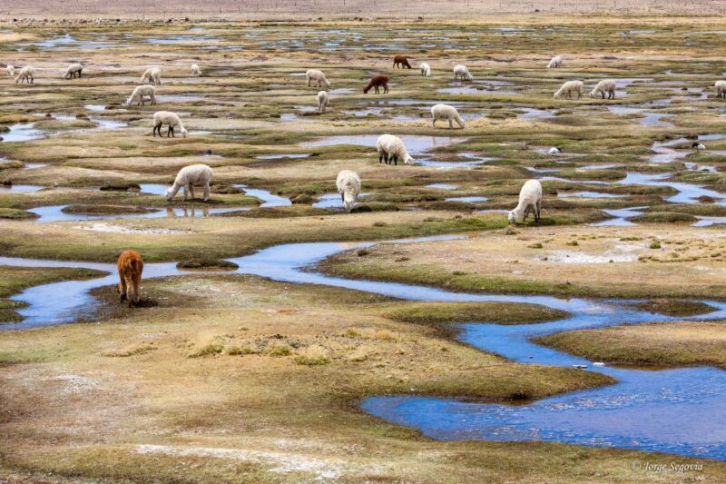 Andean Saltflats Full-Day With Breakfast and Lunch - Inclusions