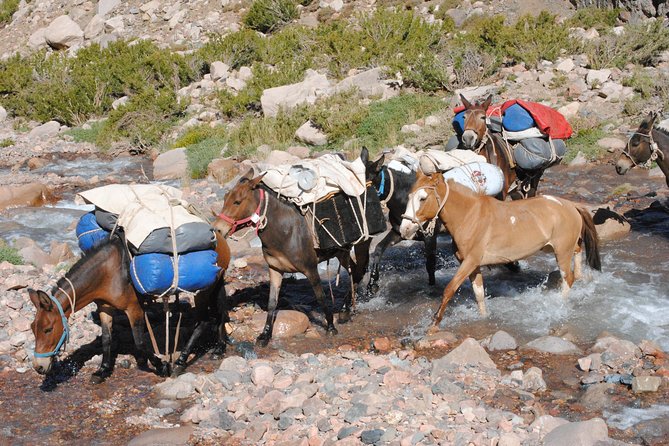 Andes Crossing Cavalcade Sanmartiniano Crossing - Meeting and Pickup
