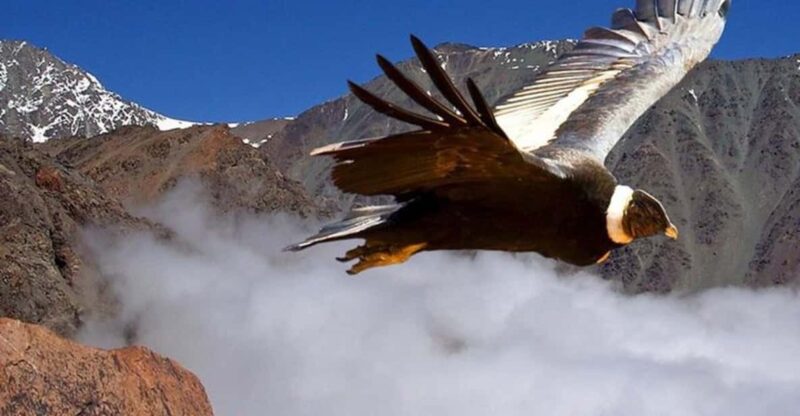 Andes Half-Day Private Tour With Wine and Cheese Tasting - Itinerary Highlights
