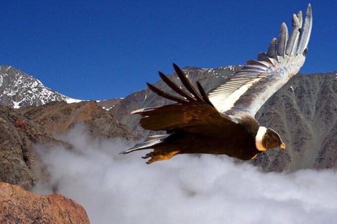 Andes Half-Day Private Tour With Wine and Cheese Tasting - Frequently Asked Questions