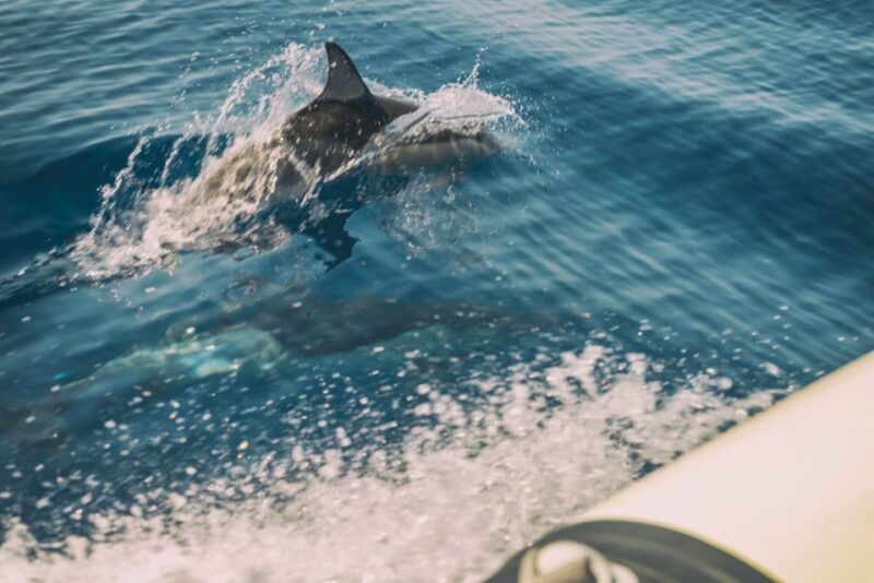 Andros: 3-Hour RIB Cruise With Food and Drinks - Key Points