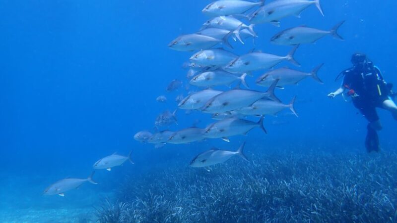 Andros: Get Your Padi Open Water Certificate! - Medical Restrictions