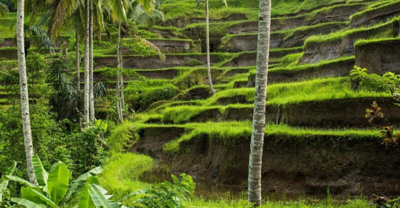 Andy the King Tour Ubud Experience - Itinerary Highlights