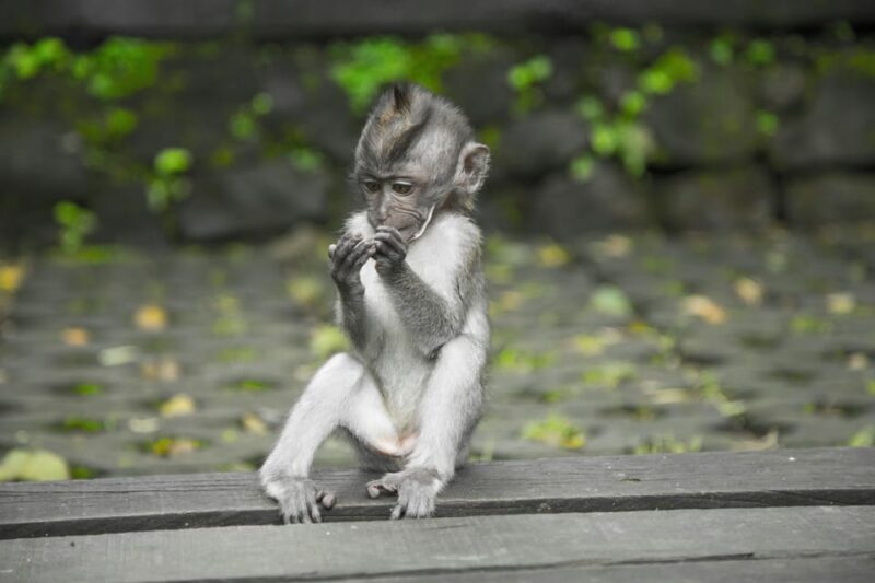 Andy the King Tour Ubud Experience - Explore Tegalalang Rice Terraces