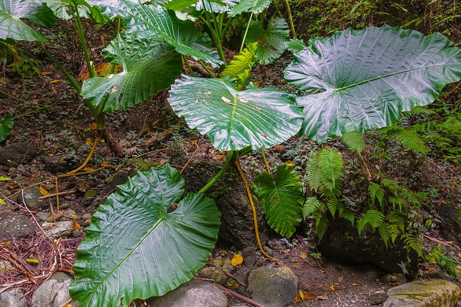 Angelic Stream Trekking (Departure With 4 People) - Additional Information