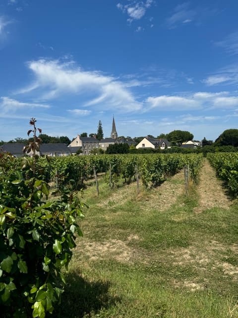 Angers: Ride on the Banks of the Loire in Electric Tuk Tuk - Picturesque Riverside Landscapes