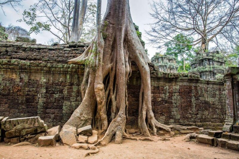 Angkor Wat Small Tour Sunrise With Private Tuk Tuk - Customer Feedback