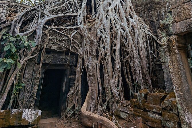 Angkor Wat Temple Tour With Own Tuk Tuk Driver - Operator and Pricing