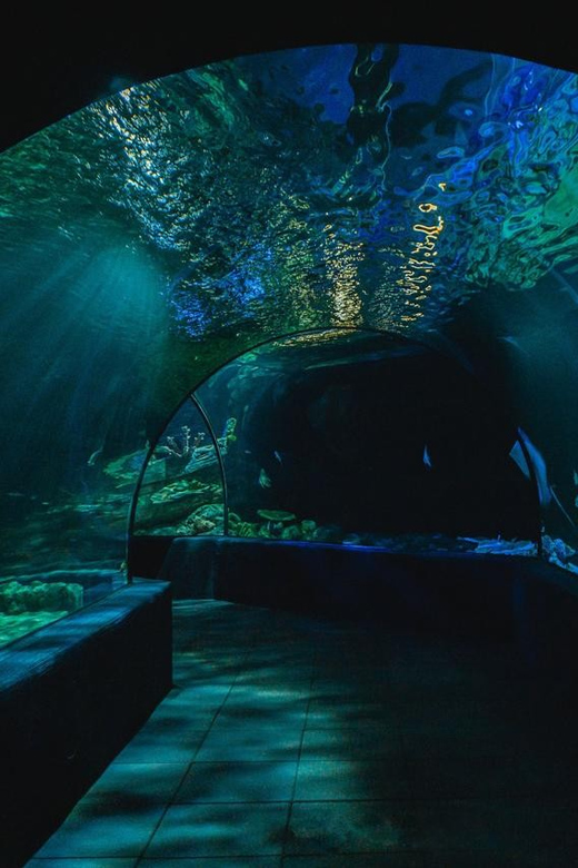 Angkor Wildlife & Aquarium - Immersive Wildlife Experience