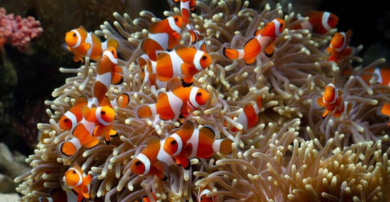 Angkor Wildlife & Aquarium - Aquariums Marine Diversity
