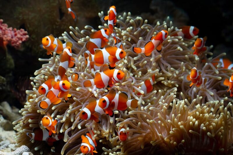 Angkor Wildlife & Aquarium - Seamless Transportation and Amenities
